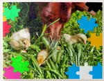 jigsaw-puzzles-for-kids-chicks
