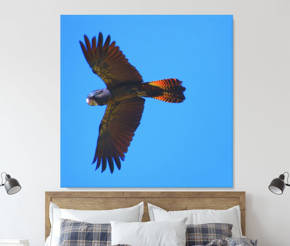 red-tailed-black-cockatoo-in-flight-canvas-art-print-bedroom