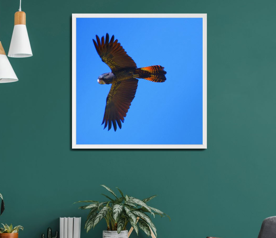 red-tailed-black-cockatoo-in-flight-living-room