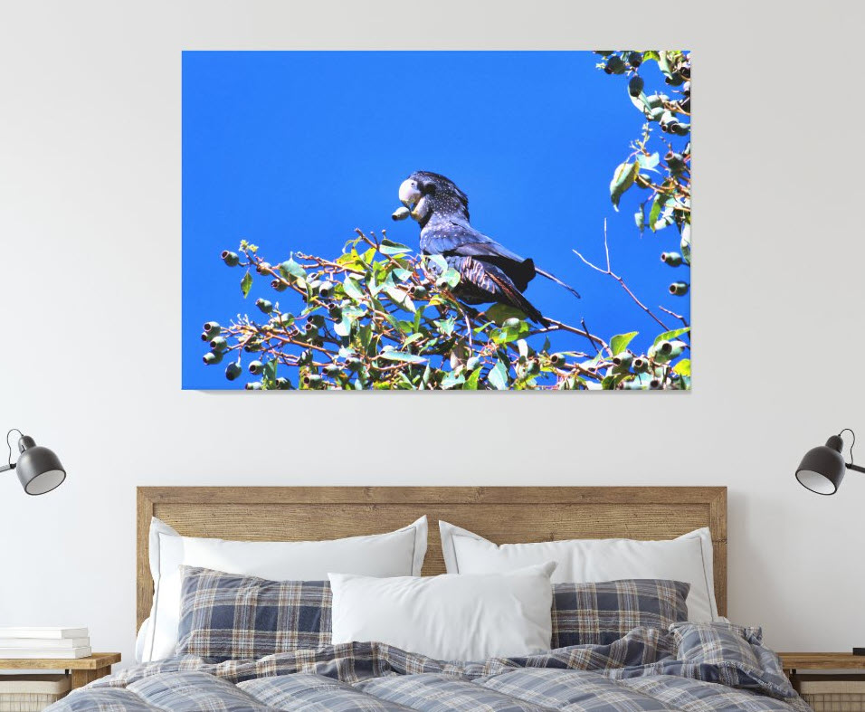 Red-tailed black cockatoo canvas art print. An Australian endangered species. Exclusively available through Zazzle. Click here to purchase.